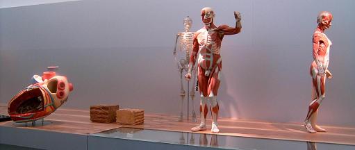 Anatomische Modelle in der Abteilung 